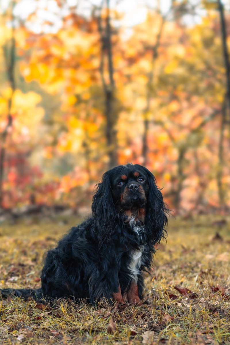 Cavalier spaniel sitting among autumn leaves