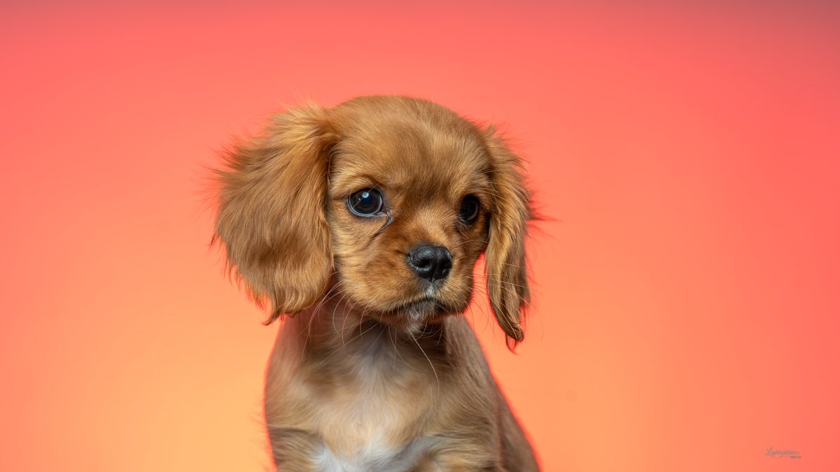 Cavalier puppy close-up on a coral backdrop