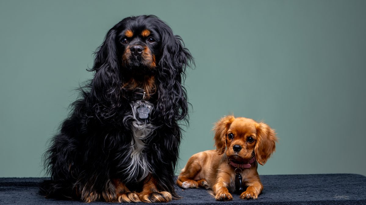 Two Cavalier King Charles spaniels on a teal backdrop
